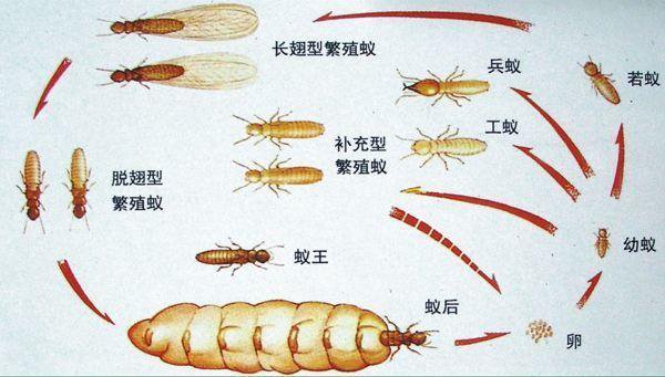 家里有白蟻怎么處理比較好